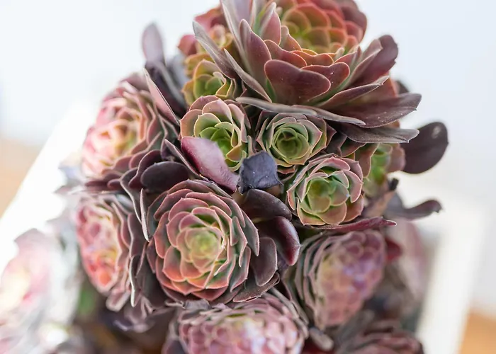 Saras Village Costa Adeje